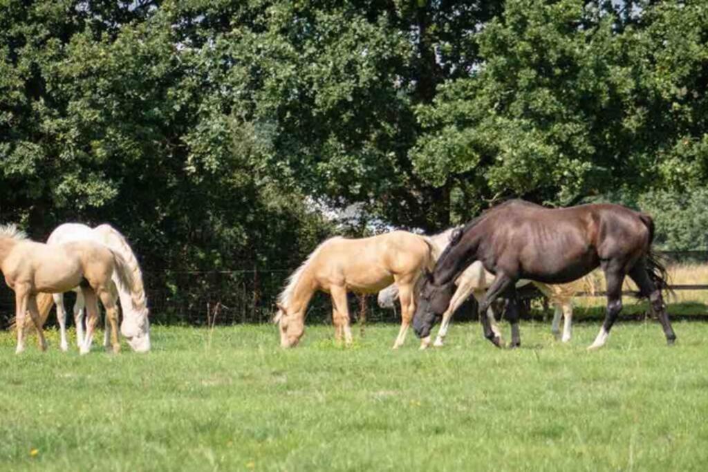 Langford Farmhouse - New Forest National Park Luxury 4Bd, Hot Tub, Cinema, 10 Acres Bartley المظهر الخارجي الصورة