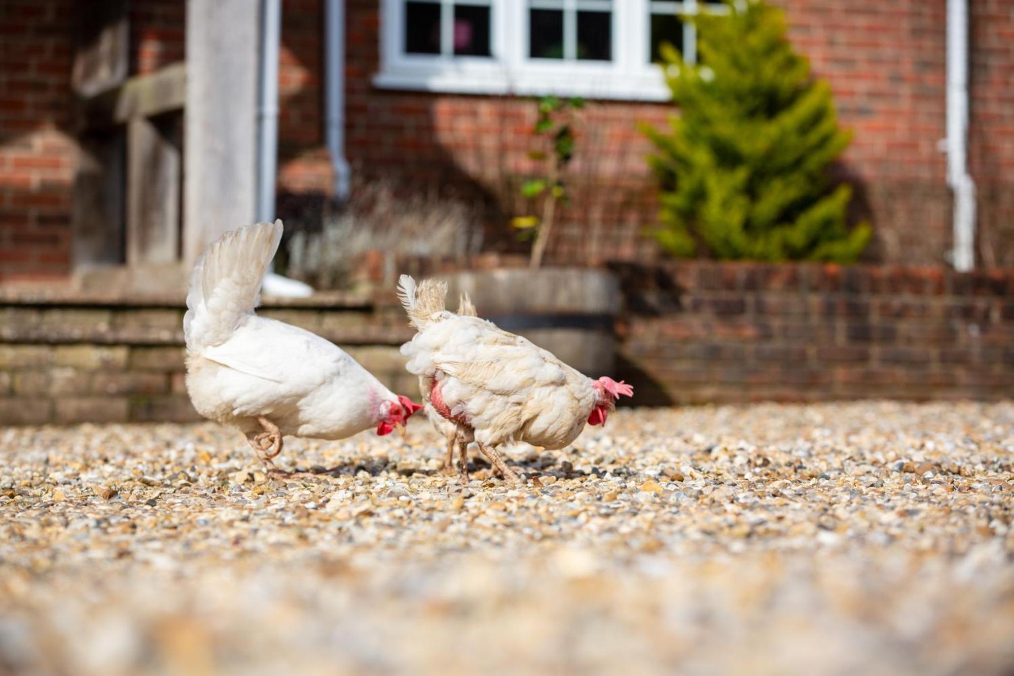 Langford Farmhouse - New Forest National Park Luxury 4Bd, Hot Tub, Cinema, 10 Acres Bartley المظهر الخارجي الصورة